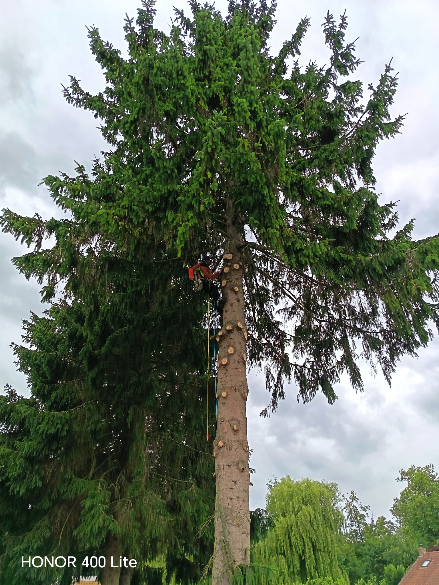 Abattage d’un arbre par démontage
